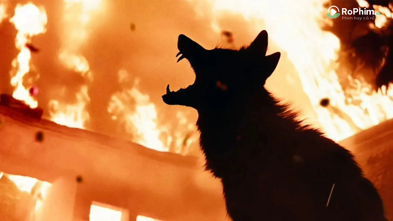 Coyotes: Vùng đất đam mê